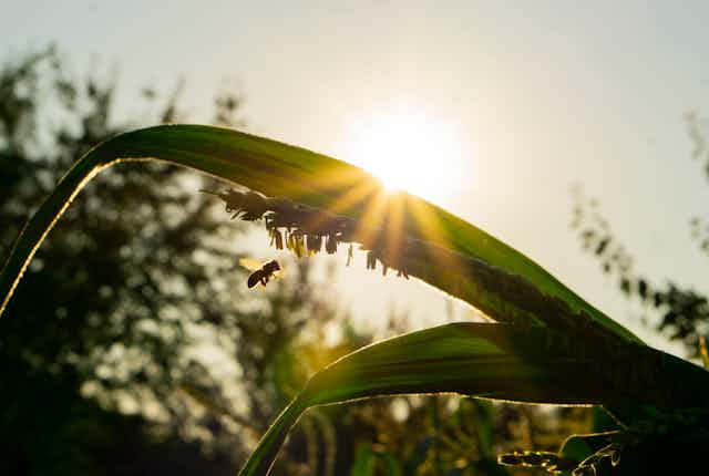A honeybee hovers near a corn plant.
