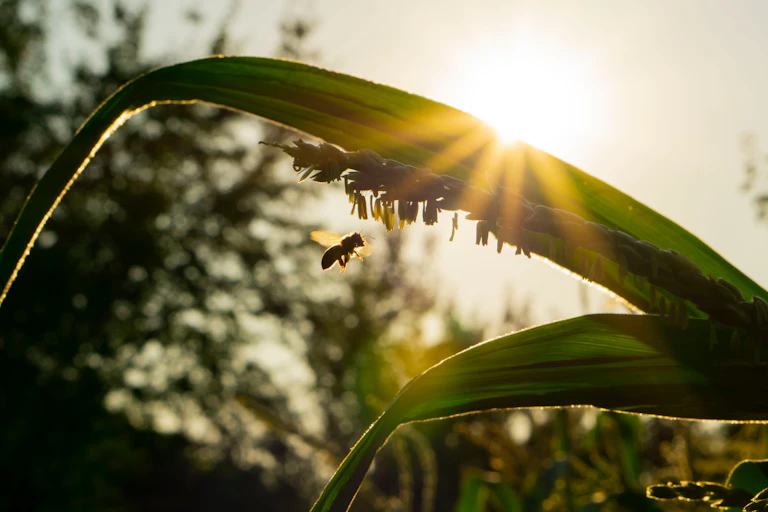 A honeybee hovers near a corn plant.