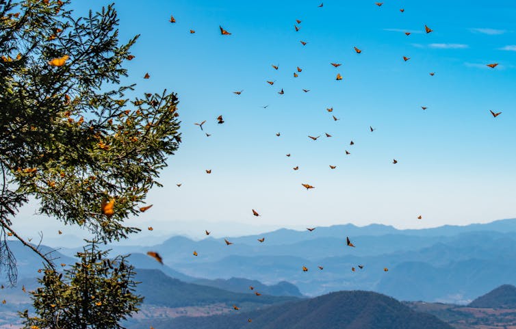 A sky filled with monarch butterflies.