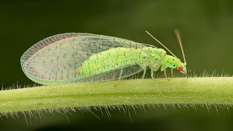 A long, green insect with curved, transparent wings and small, red eyes.