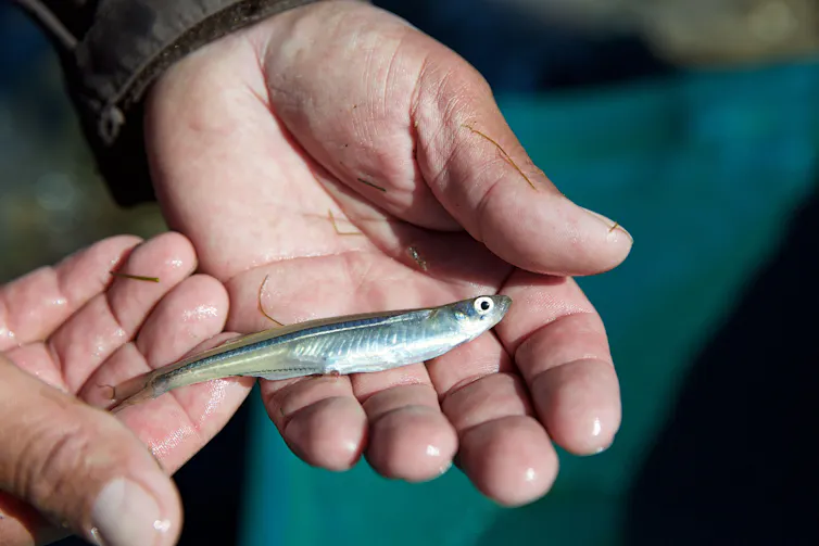 A small fish held in the palms of a person.