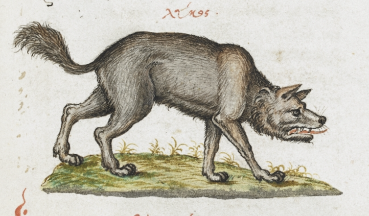 Wolf drawing from an old English manuscript.