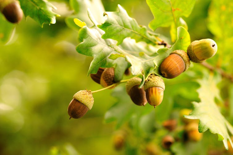 oak acorns