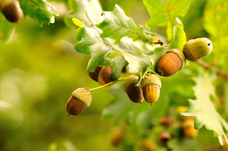 oak acorns