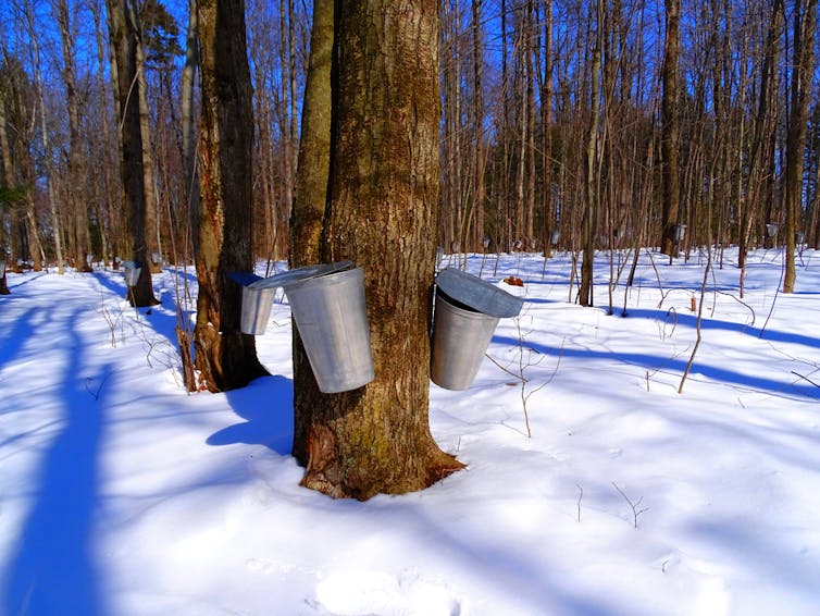 sugar maple