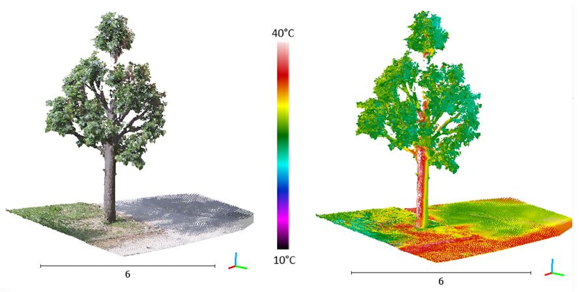 deux arbres en 3D
