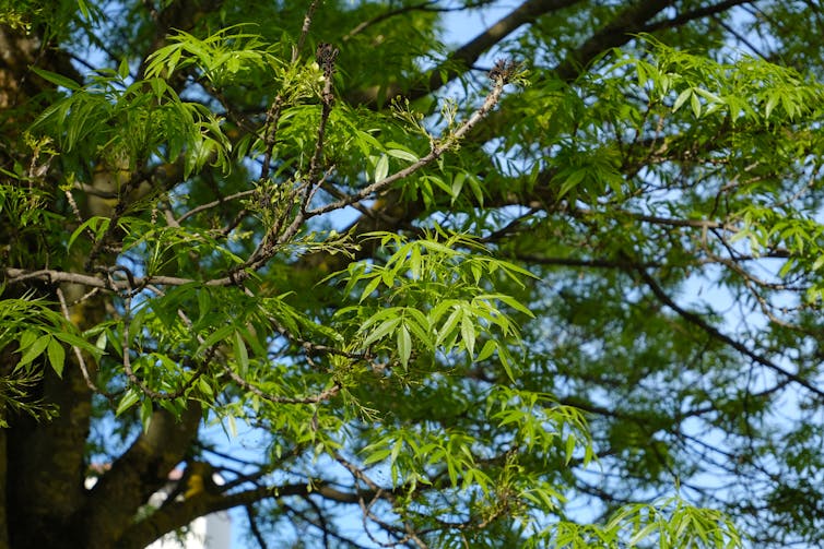 Sunlight shining on the leaves of a desert ash (Fraxinus angustifolia)