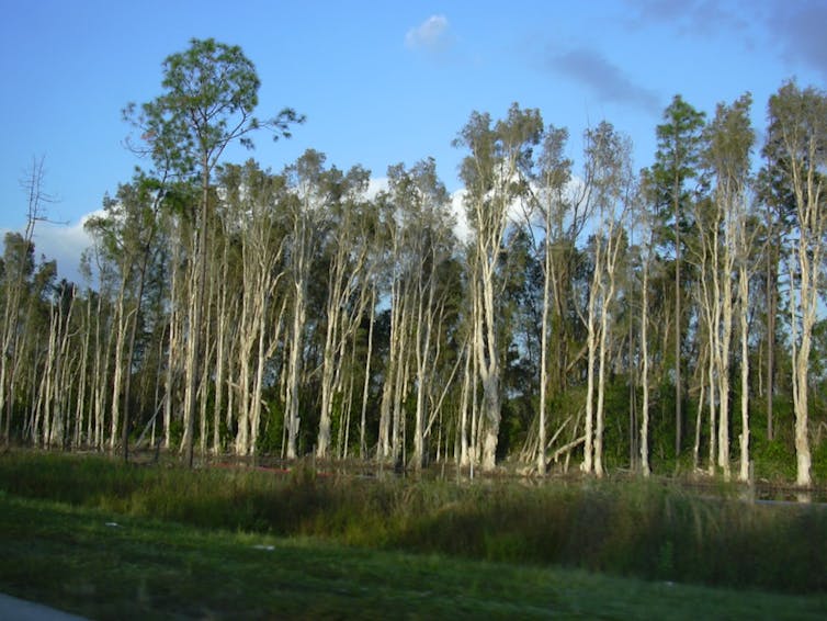 A dense thicket of broad-leafed paperbark (Melaleuca quinquenervia)