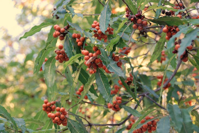 A sweet pittosporum (Pittosporum undulatum) ladden with orange fruits