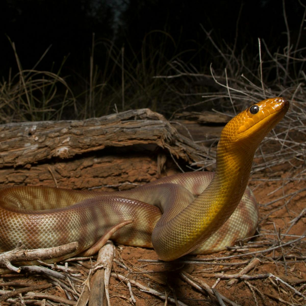 Snakes can hear you scream, new research reveals