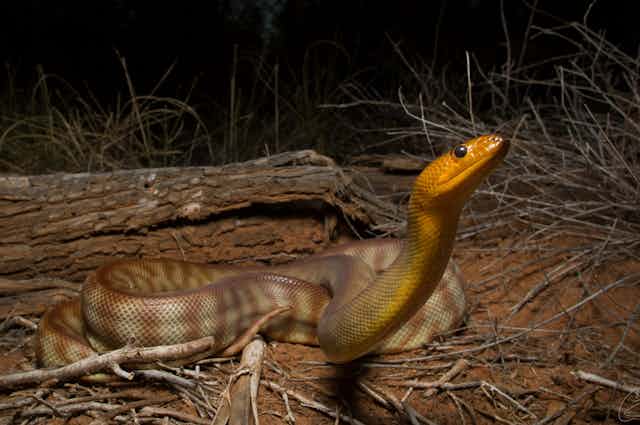A woma python in the wild