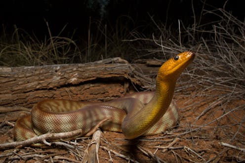 Snakes can hear you scream, new research reveals