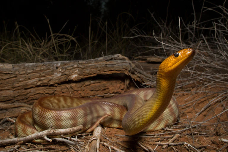 A woma python in the wild