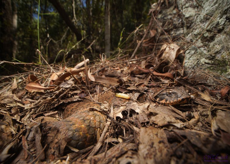 A common death adder (Acanthophis antarcticus) in an ambush position at Mount Glorious, Queensland. (Courtesy
