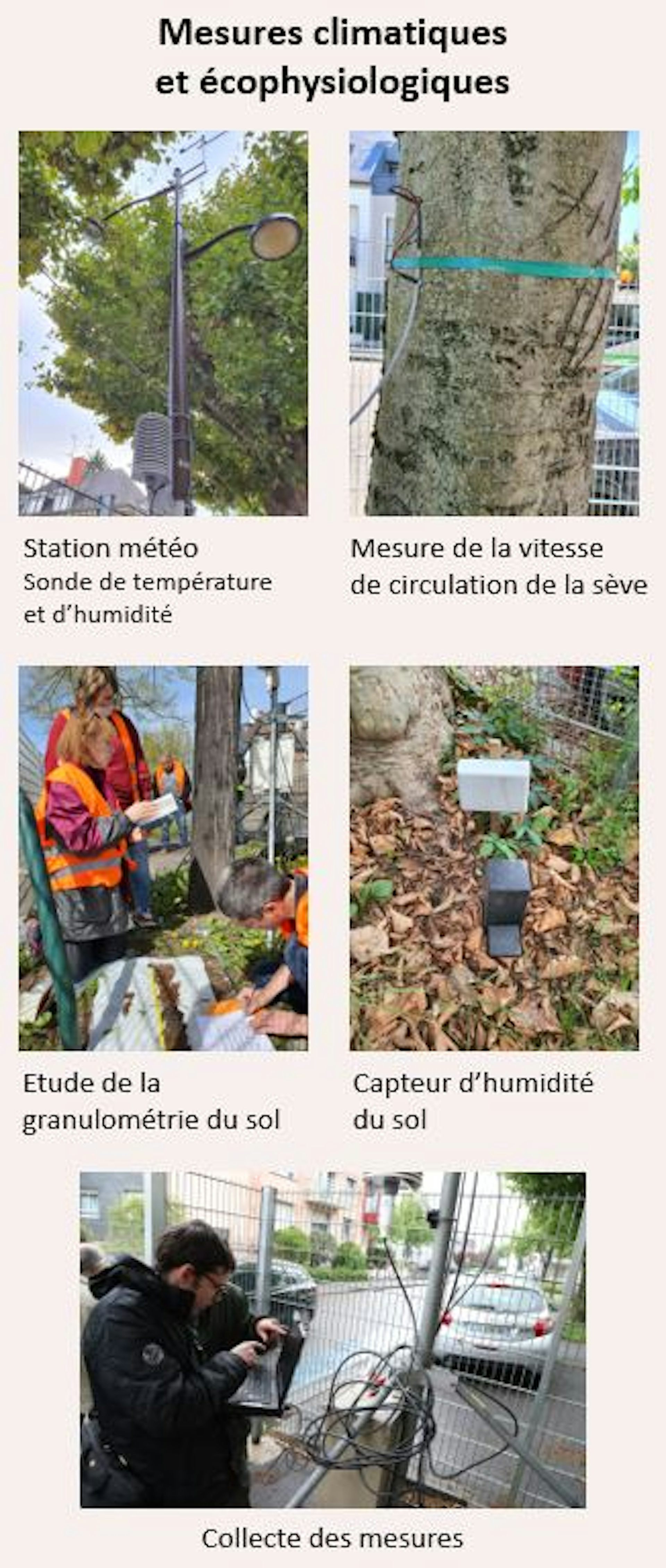 différents types de mesures des arbres et de l’environnement
