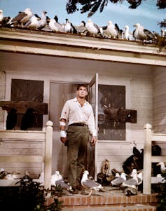 Rod Taylor stands on a porch in a white shirt surrounded by seagulls.
