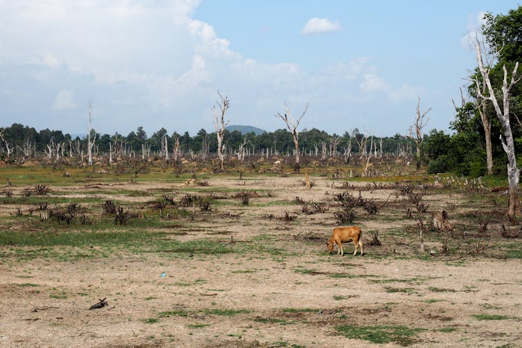 A cow in a cleared forest.