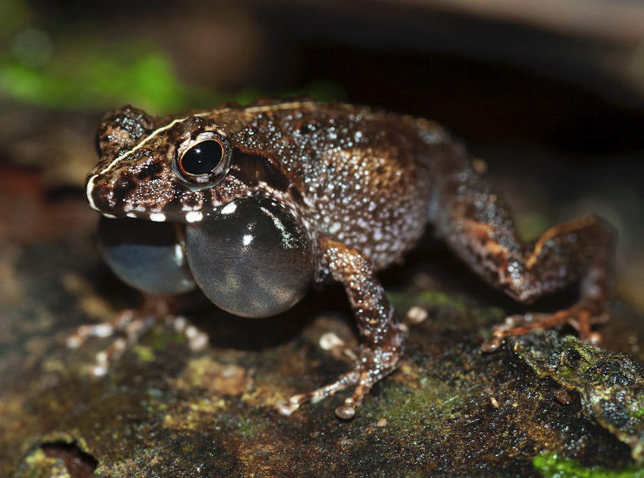 Une des nouvelles espèces de grenouille découverte à Madagascar.