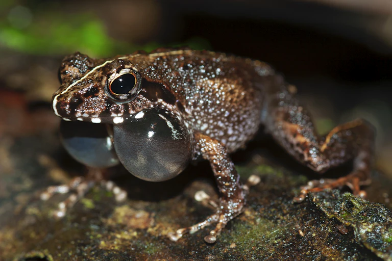 Une des nouvelles espèces de grenouille découverte à Madagascar.