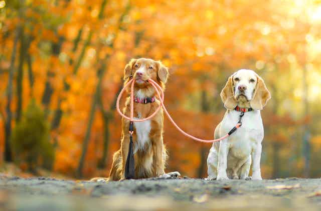 retriever holding a leash in its mouth with her beagle friend