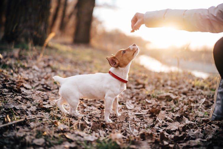Small dog being trained with a treat