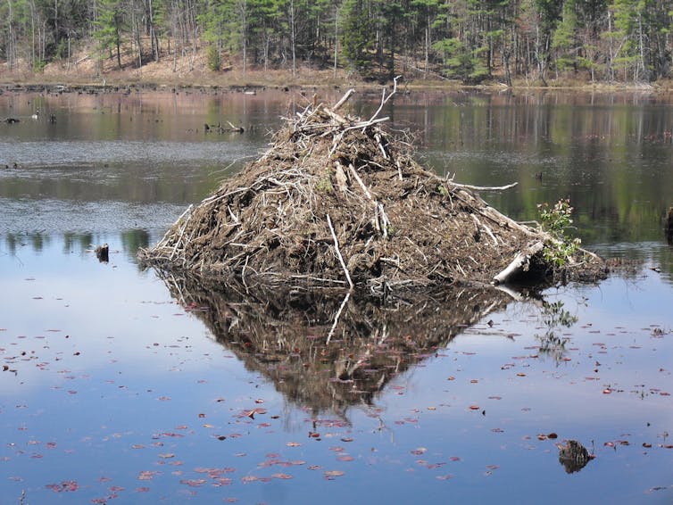 beaver lodge