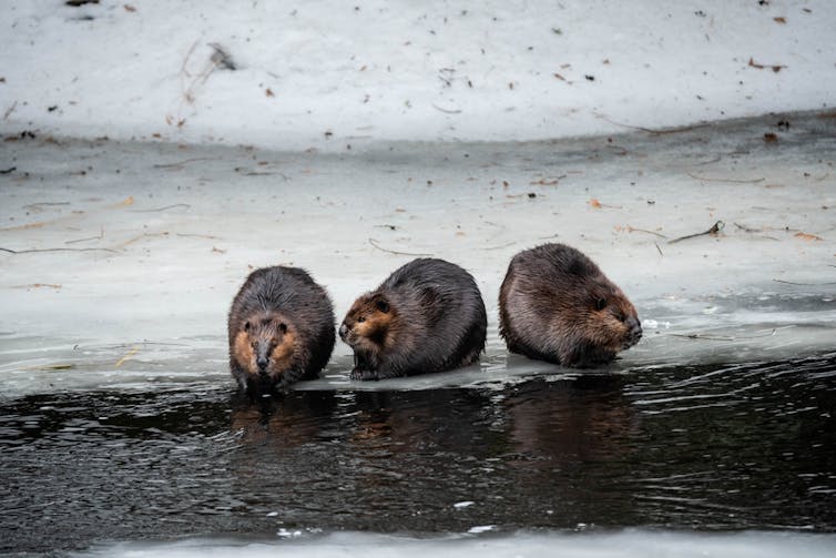 three beavers on the ice