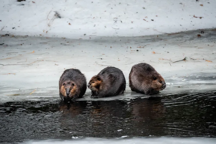 trois castors sur la glace
