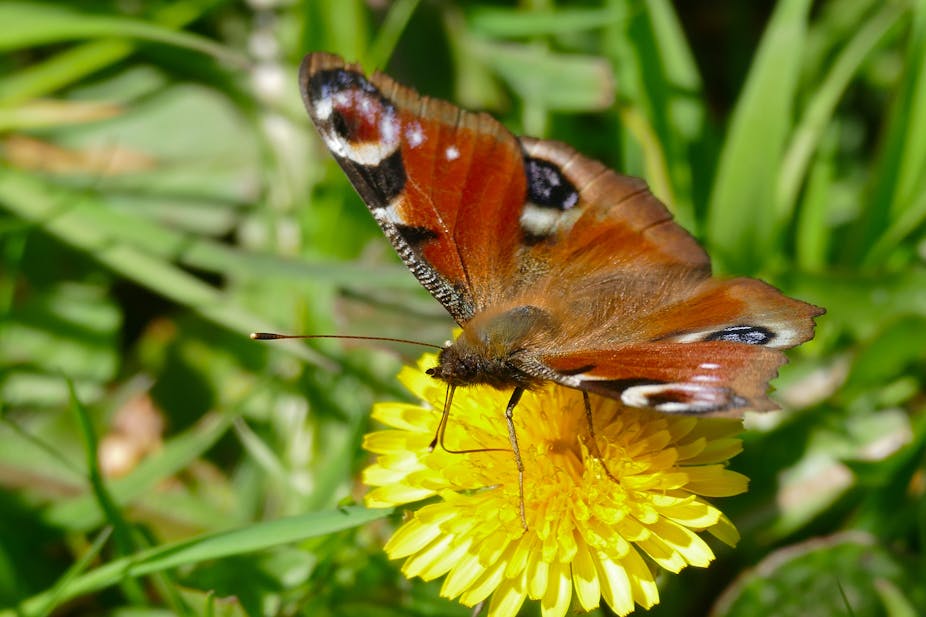 Un papillon butinant une fleur
