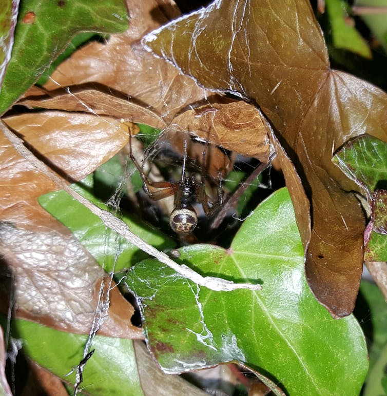 A spider surrounded by leaves.