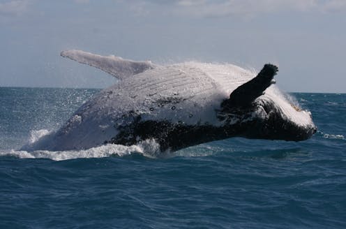 Australian humpback whales are singing less and fighting more. Should we be worried?