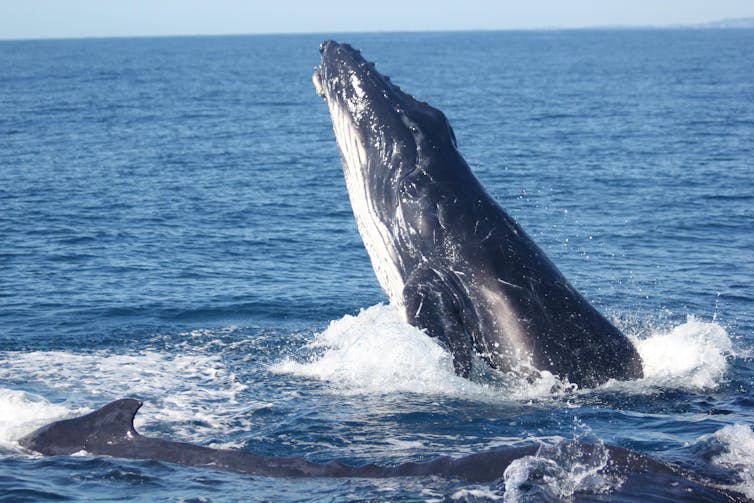 A large humpback whales head is seen sticking out from the ocean's surface, with a second small fin peeking out nearby