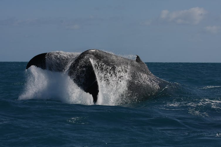 A tail of a humpback whale is seen above the water's surface, with water splashing around it.