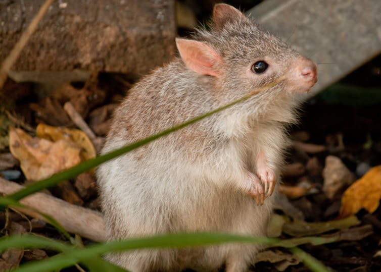 A burrowing bettong behind the leaves of a sedge