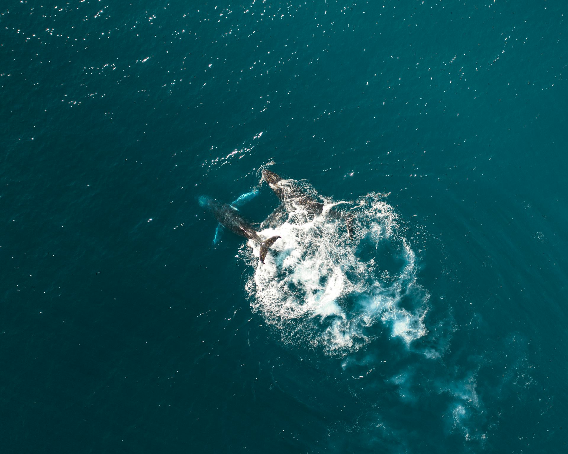 An aerial view of two humpback whales swimming in the ocean