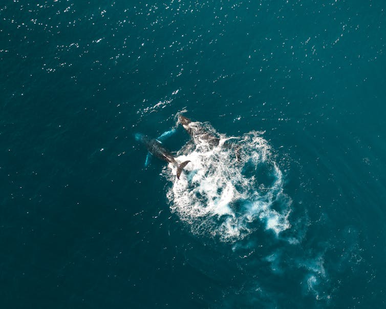 An aerial view of two humpback whales swimming in the ocean