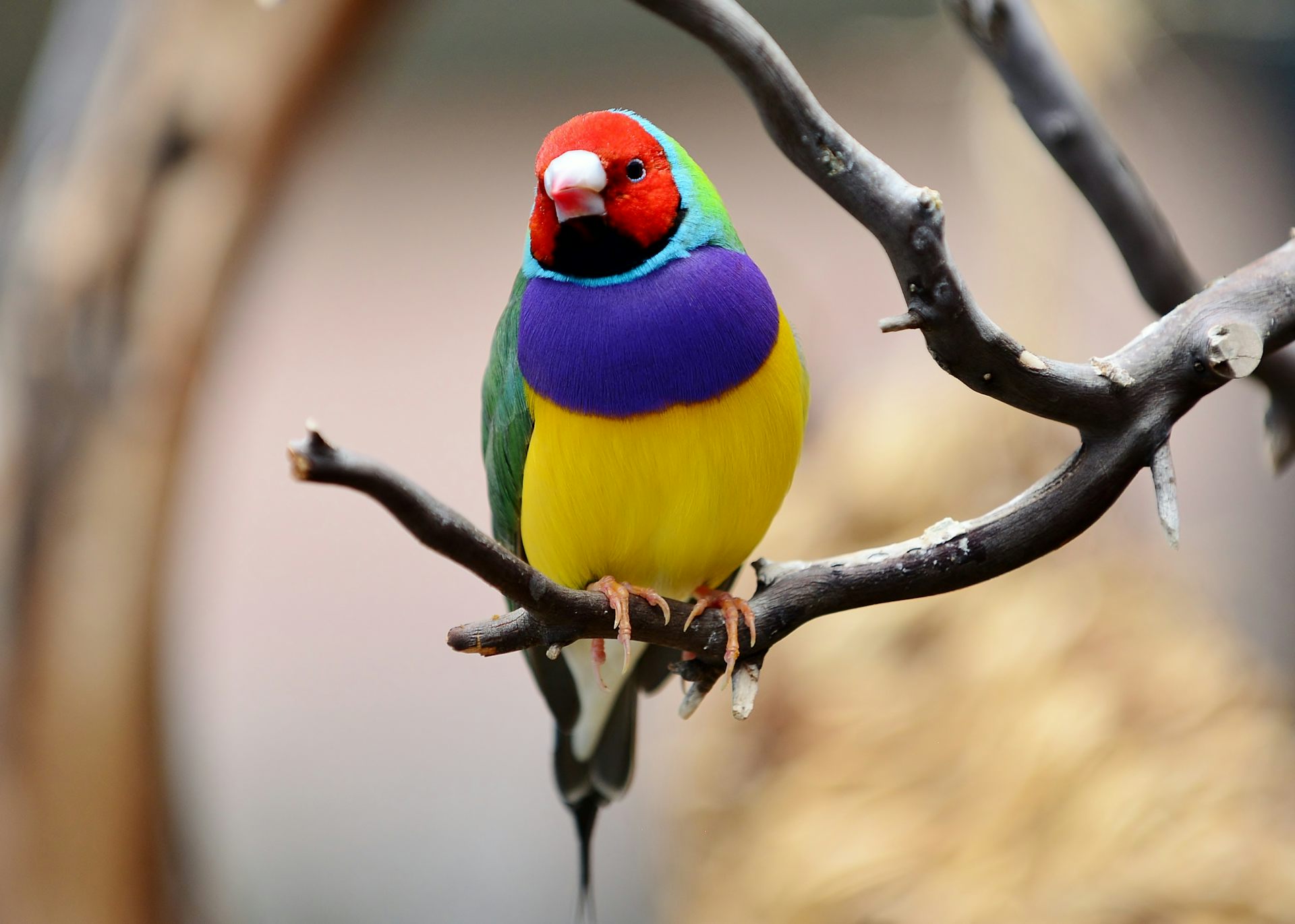A gouldian finch perched on a branch