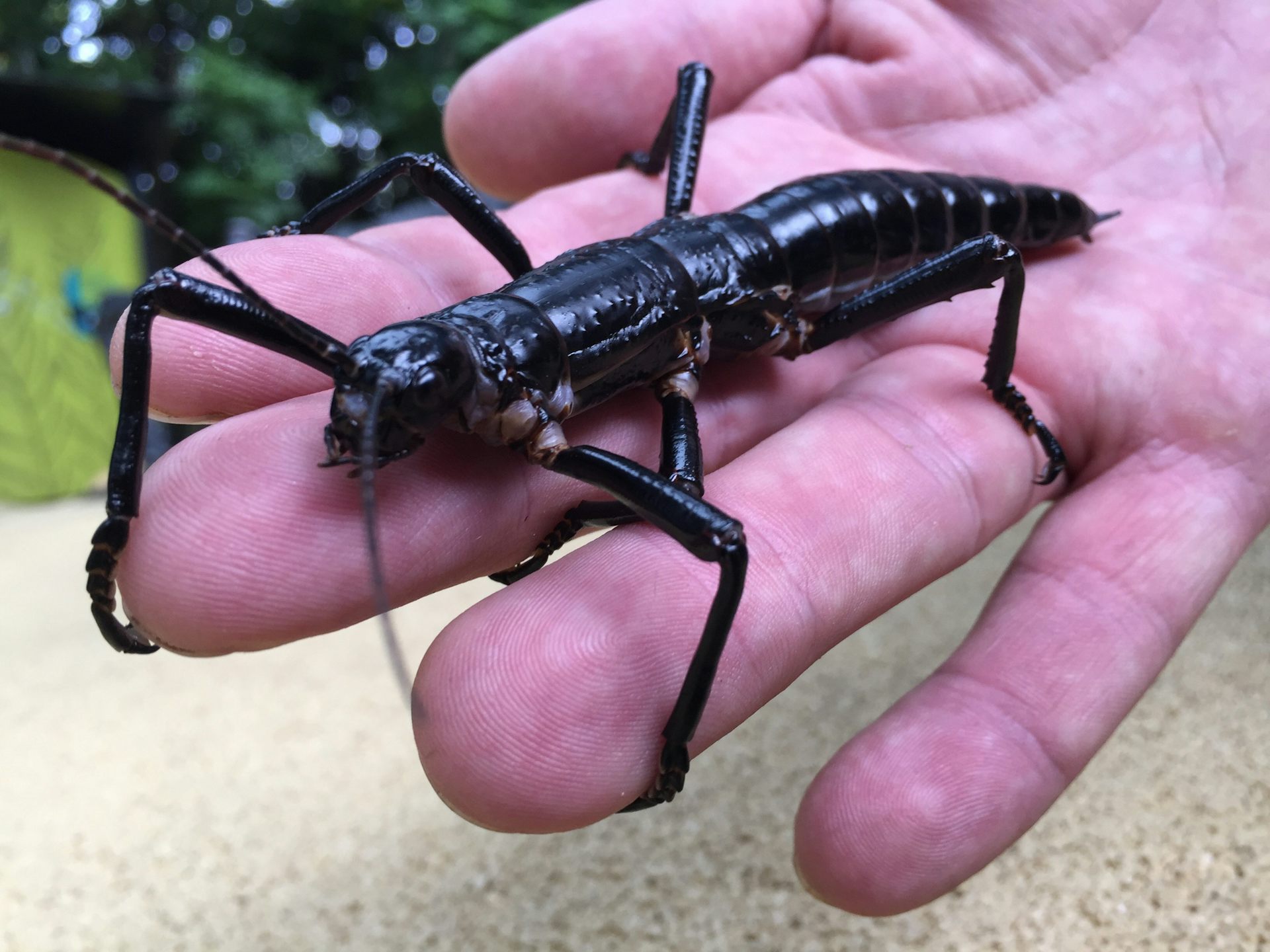  Lord Howe Island stick insect on a human hand