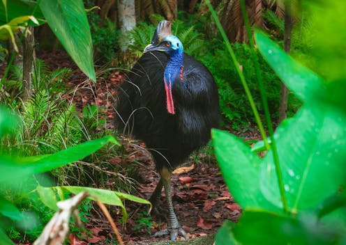 We found 29 threatened species are back from the brink in Australia. Here's how