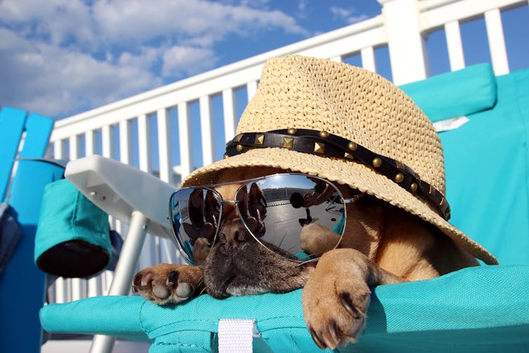 Dog wearing hat and sunglasses sitting on sun lounger