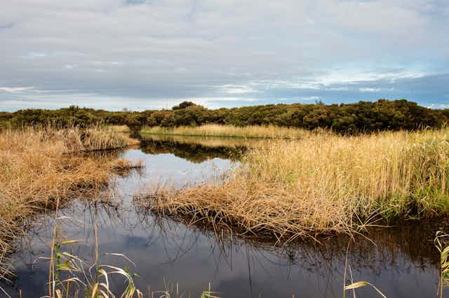 View of water, reeds and trees along the horizon in a reconstructed wetland