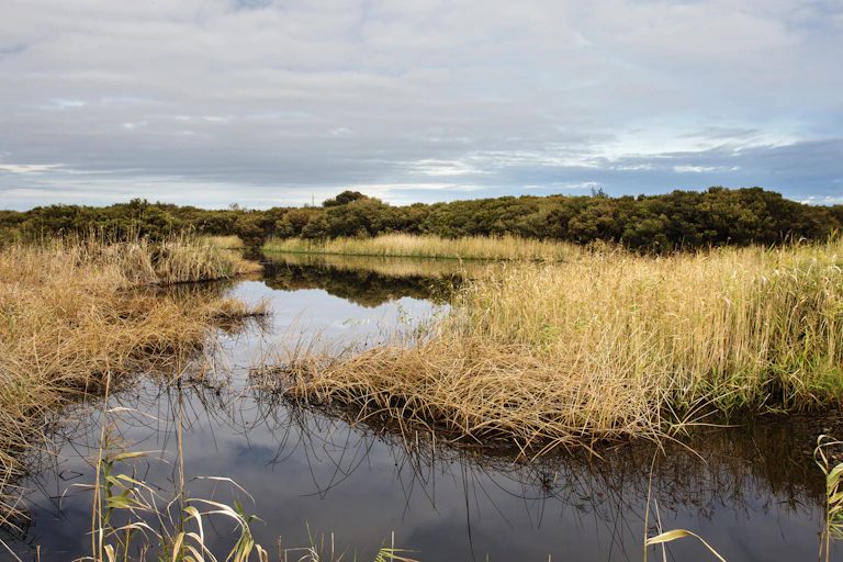 View of water, reeds and trees along the horizon in a reconstructed wetland
