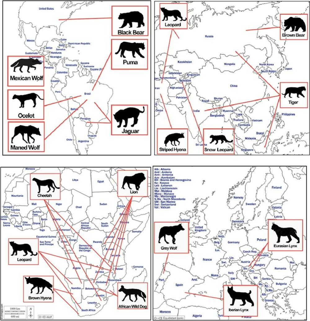Reintroducing top predators to the wild is risky but necessary – here’s ...