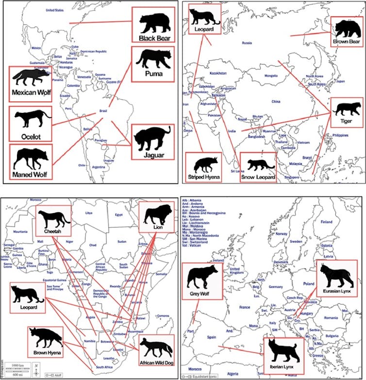 Four maps split by continent showing the locations of the reintroductions studied.
