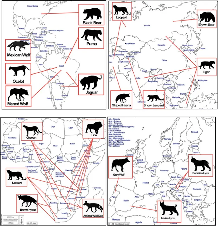 Four maps split by continent showing the locations of the reintroductions studied.