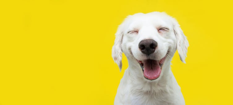 A smiling dog on a yellow background.