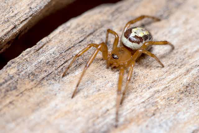 A brown spider with white-patterned abdomen.