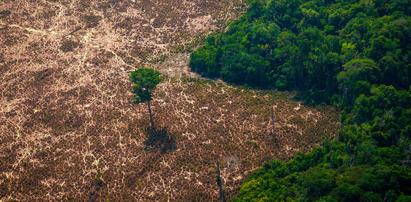 Ce que je retire de ma discussion avec ChatGPT sur la déforestation en Amazonie Ce que je retire de ma discussion avec ChatGPT sur la déforestation en Amazonie