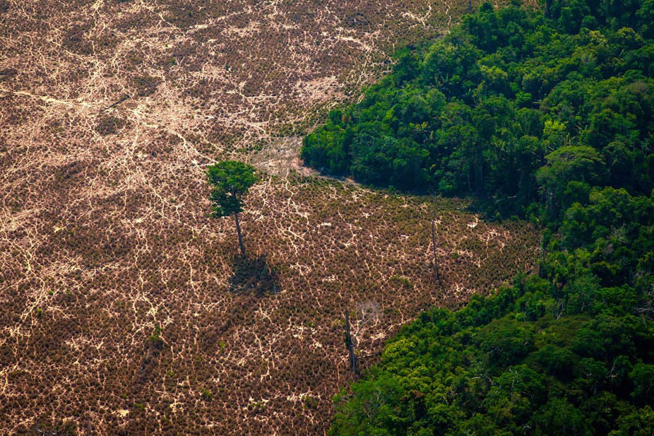Parcelles vues du ciel et issues de la déforestation illégale en forêt amazonienne