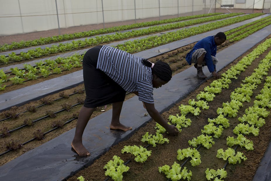 Farms in cities: new study offers planners and growers food for thought